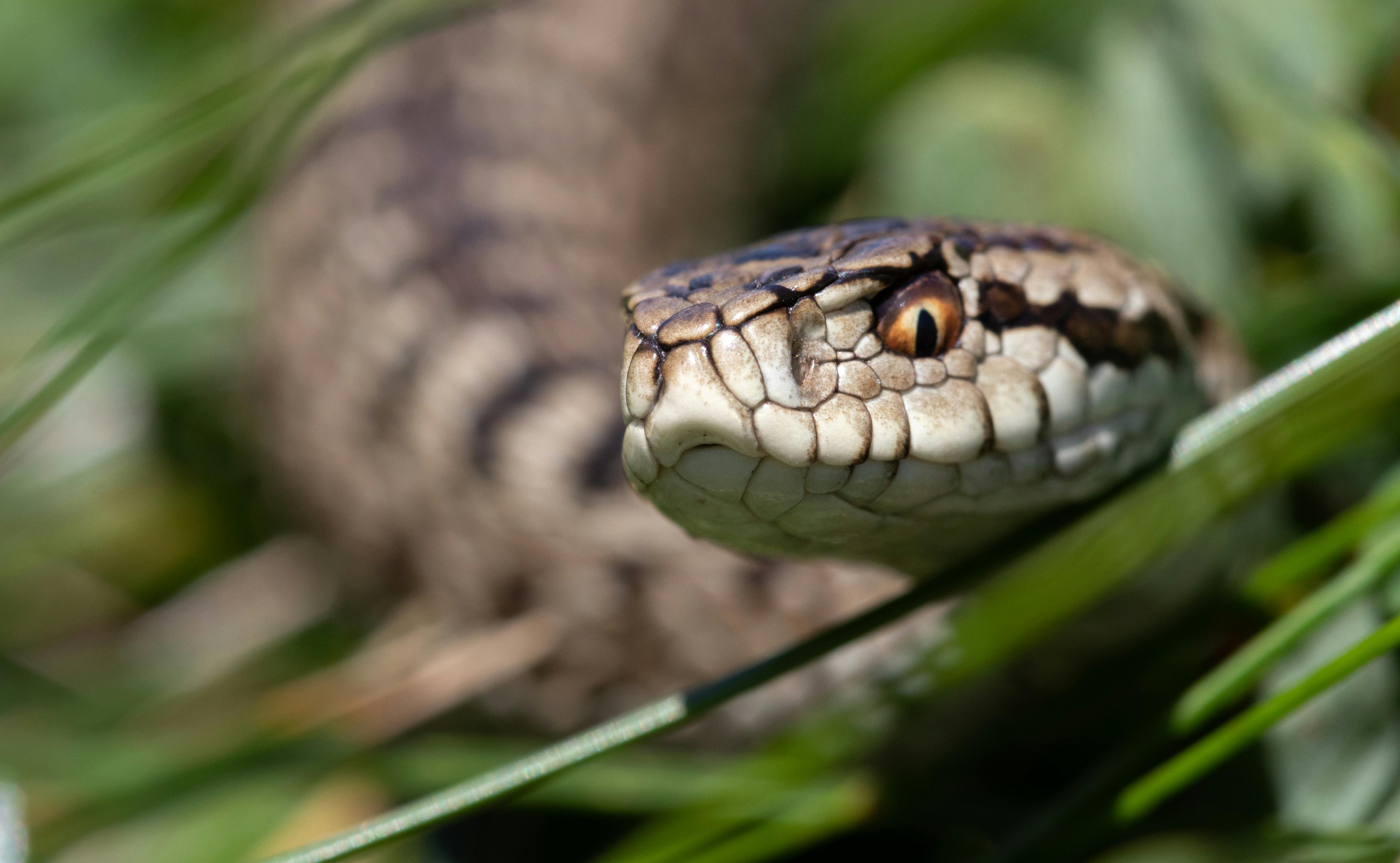 close up of a vipers head