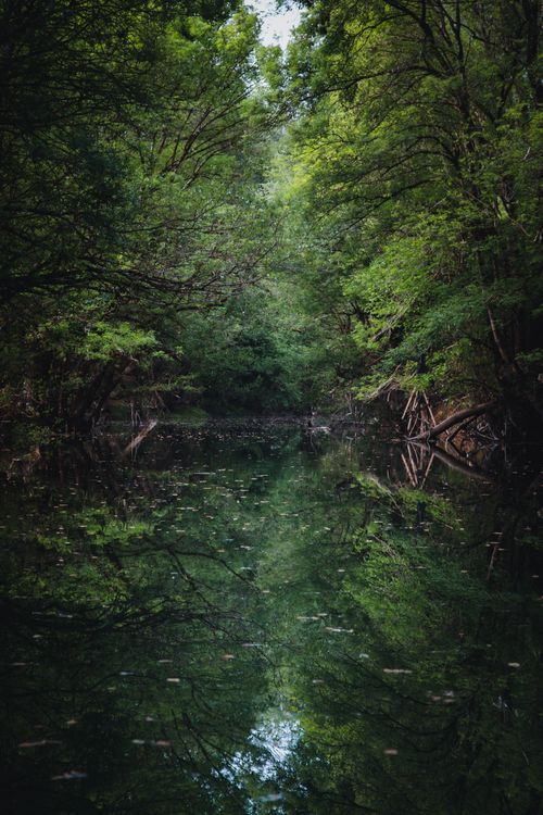 Free Tranquil forest river scene in Podgorica, Montenegro with lush greenery reflecting on calm water. Stock Photo