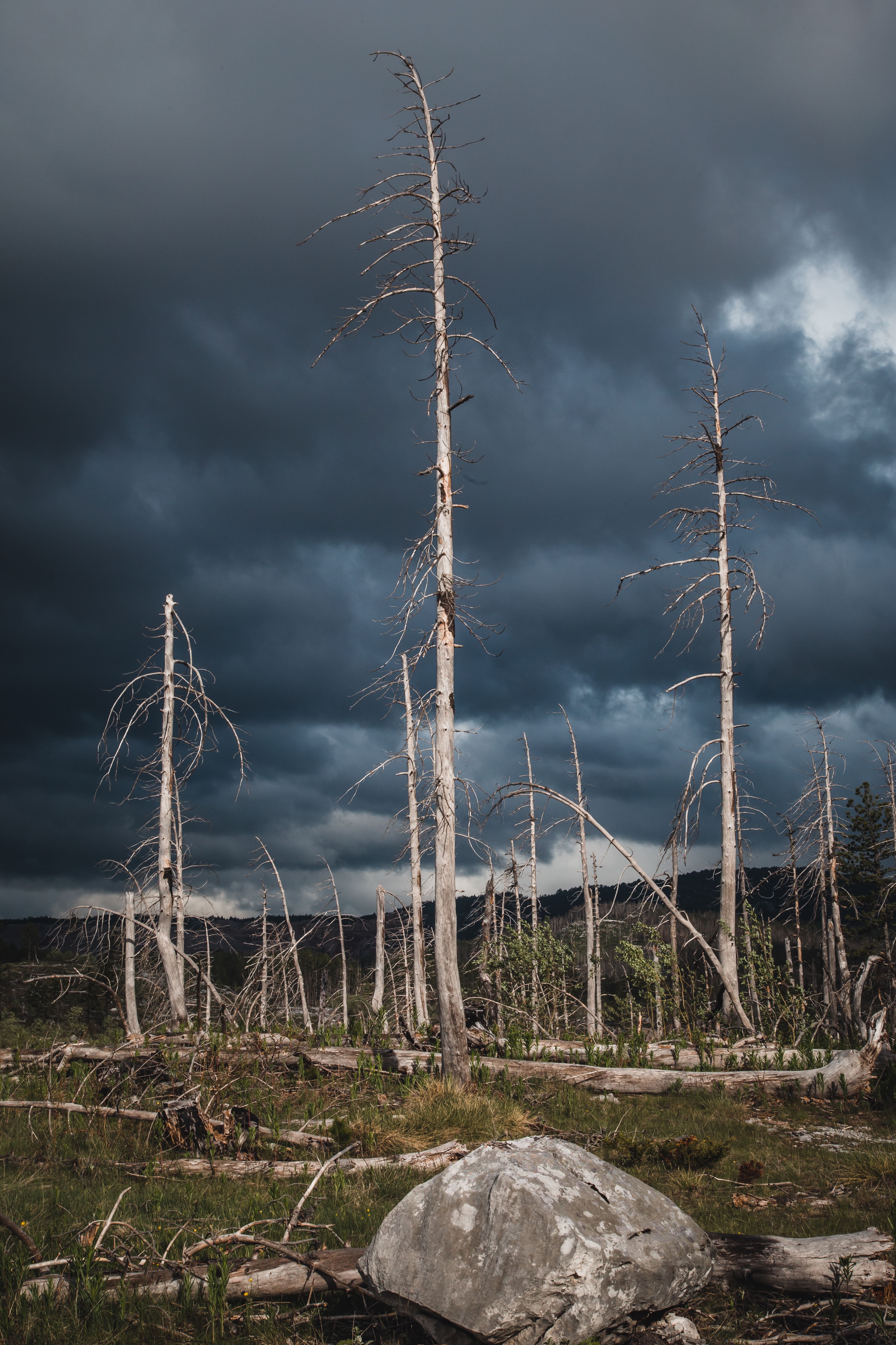 Storm Clouds over Withered Trees in the Valley · Free Stock Photo