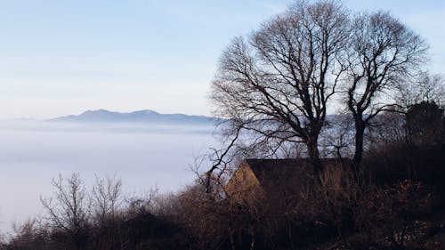 Photos gratuites de arbres, brouillard, brume