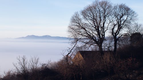 Foto profissional grátis de alvorecer, árvore, campo