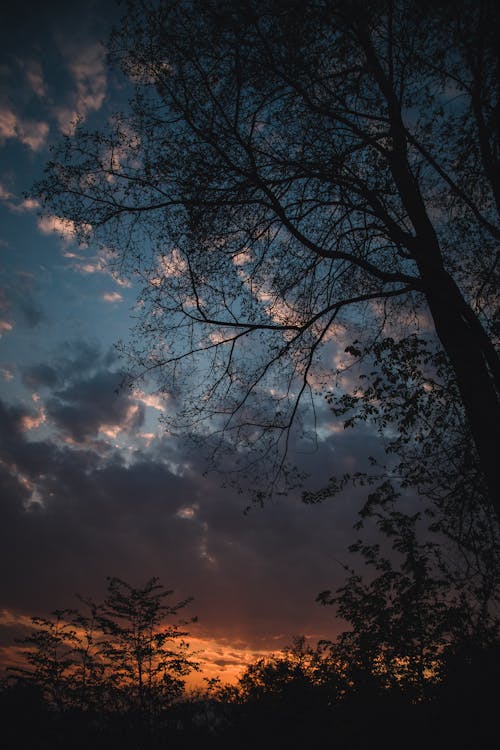 Silhouettes of Trees Against the Evening Sky