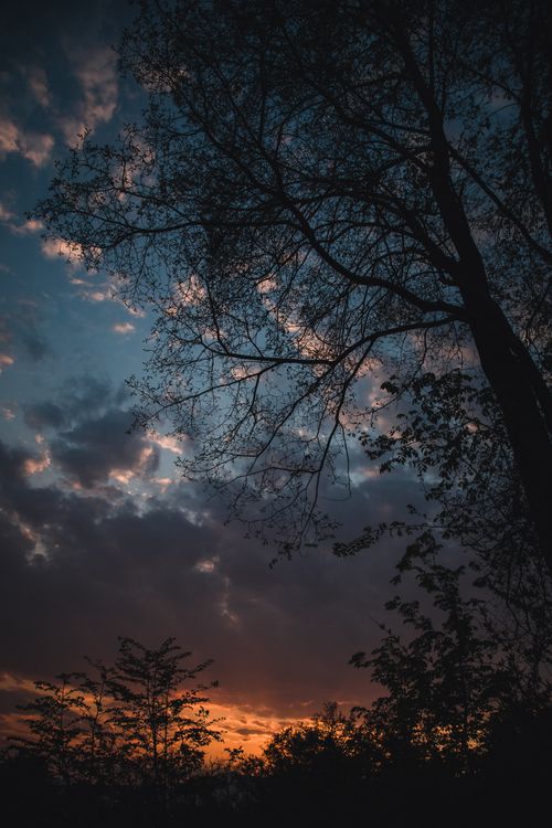 Silhouettes of Trees Against the Evening Sky · Free Stock Photo