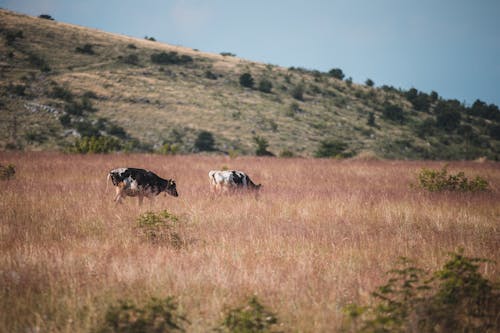 動物, 吃草, 奶牛 的 免費圖庫相片