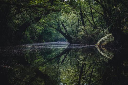 Tranquil forest river scene in Podgorica, Montenegro, with lush greenery and perfect reflections.
