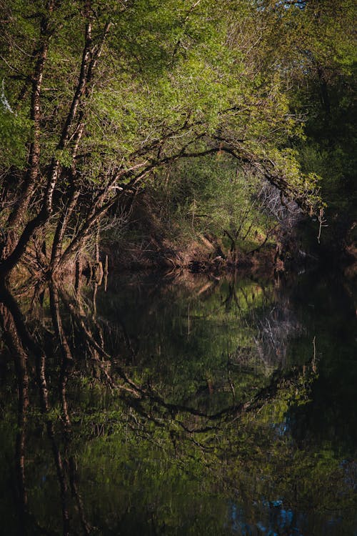 Jump in the river tree