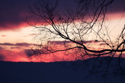 Foto profissional grátis de árvore, cair da noite, céu com cores intensas