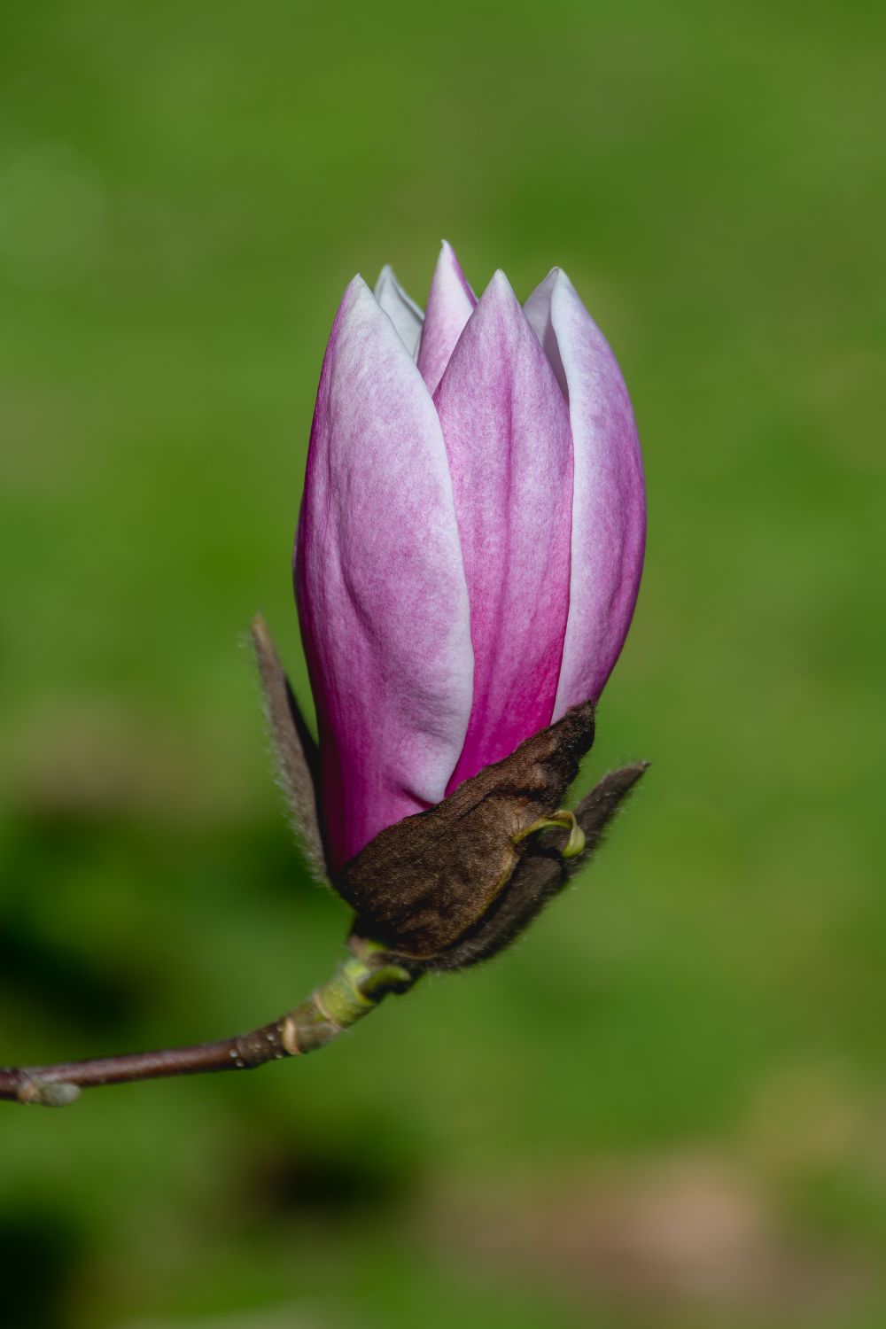 Spring Bud Single A single flower bud on a tree branch · Free Stock Photo