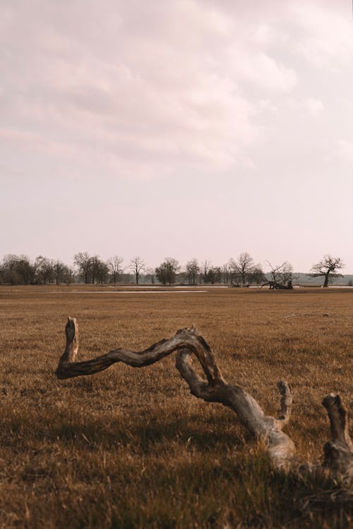 A dead tree in a field with a cloudy sky