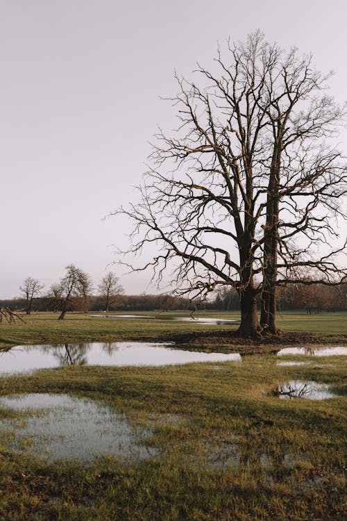 A tree in a field with water in the middle