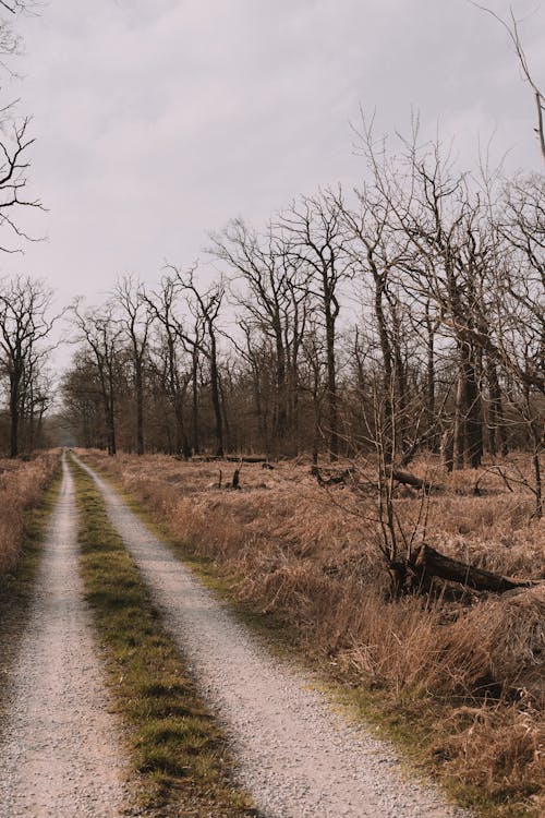 Darmowe zdjęcie z galerii z bezlistne drzewa, krajobraz, las