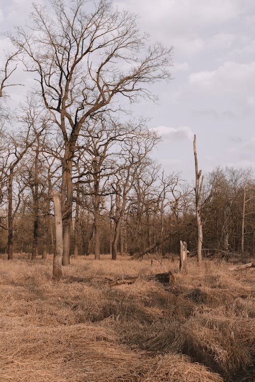 Darmowe zdjęcie z galerii z bezlistny, drzewa, gałęzie