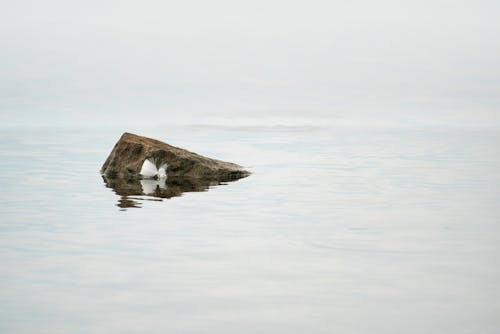 View of a Rock in a Body of Water 