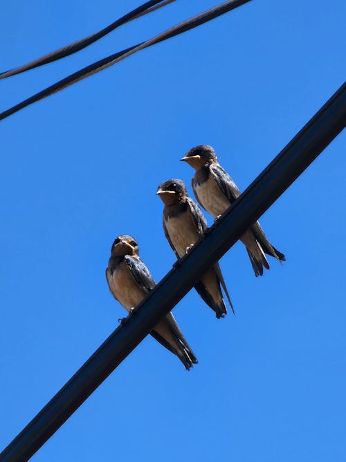 Foto d'estoc gratuïta de cable, ciutat, ocells