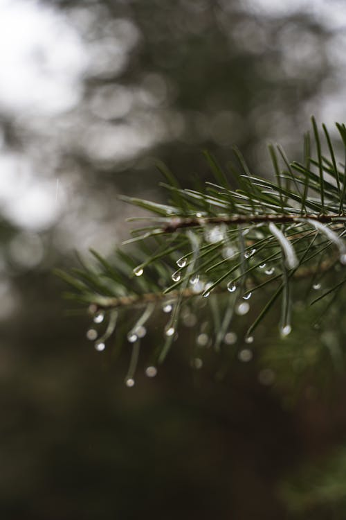 Water droplets on a pine branch