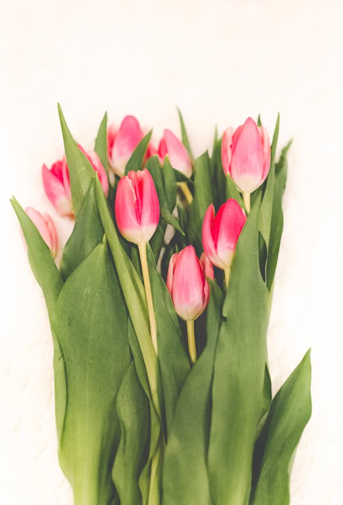 Fotos de stock gratuitas de decoración, Flores rosadas, hojas