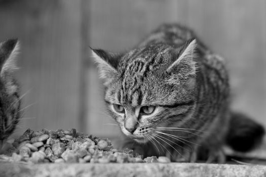 Raw Diet for Senior Cats: Risks and Benefits