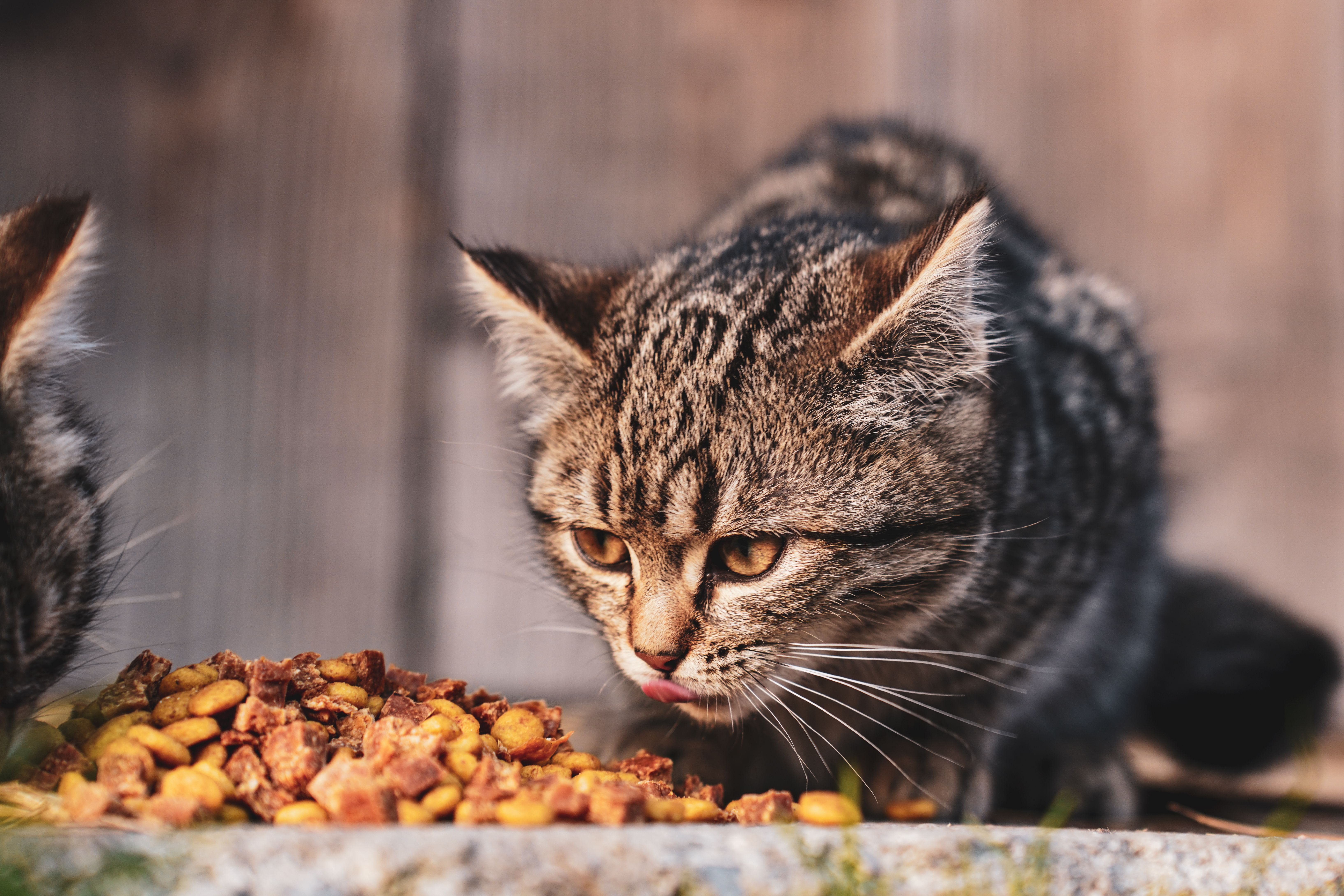 Chewy cat food photos download the best free chewy cat food stock
