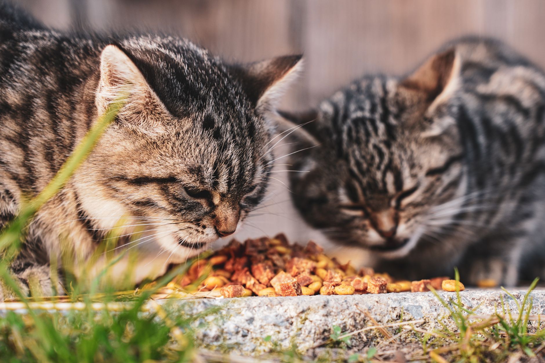 How to Read a Pet Food Label and Choose Quality Ingredients