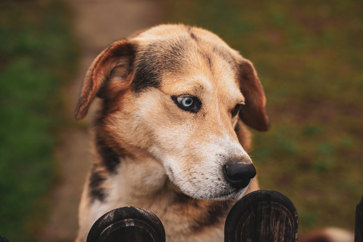 Primo piano dell'occhio azzurro brillante di un cane in luce naturale