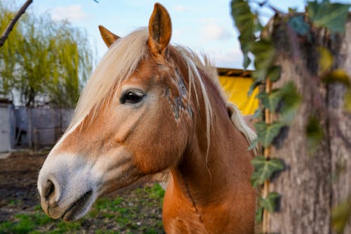 Fotobanka s bezplatnými fotkami na tému dedinský, farma, hlava