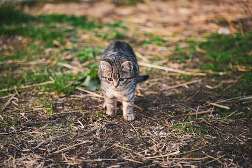Δωρεάν στοκ φωτογραφιών με αγροτικός, αλέθω, Γάτα