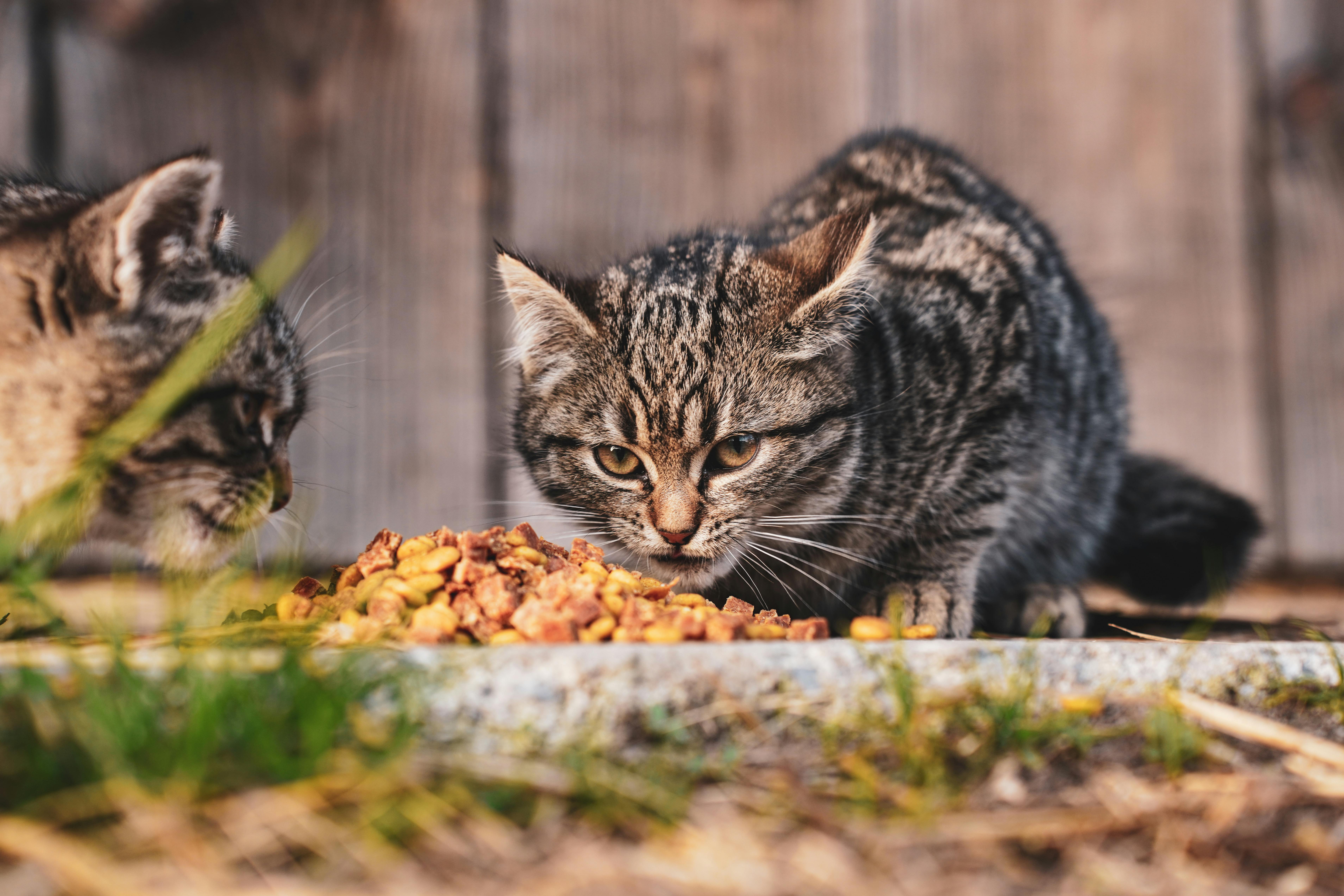 HILL'S PET NUTRITION INTRODUCES INNOVATION TO SUPPORT FELINE MOBILITY AND WEIGHT MANAGEMENT — Photo by Vladimir Srajber on Pe