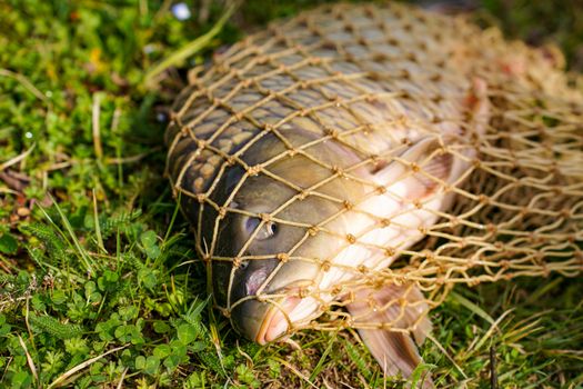 Grass Carp — Cao Yu