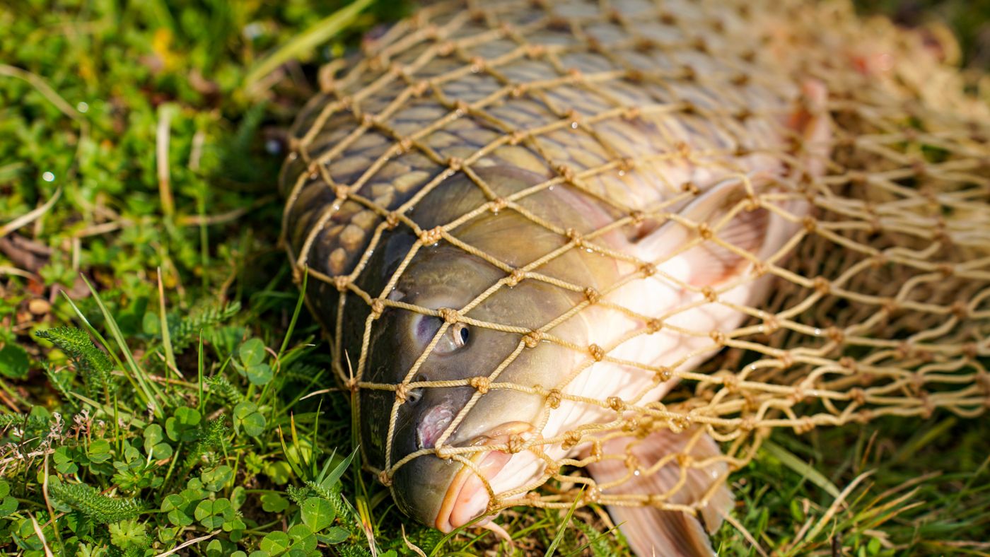 Carp Fishing: The Bait and Rig Tactics That Actually Work