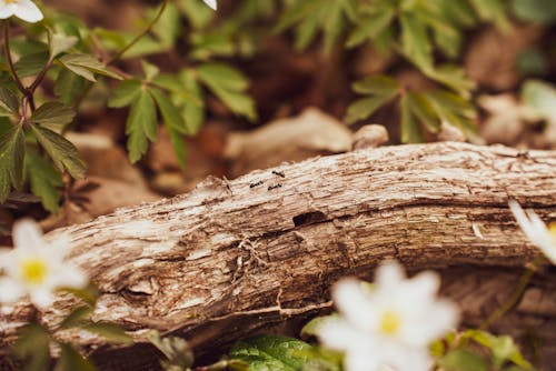 Kostnadsfri bild av anemon, anläggning, blommor