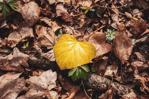 A yellow leaf is sitting on the ground in the woods