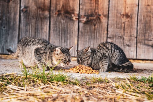 Two cats eating food in front of a wooden fence