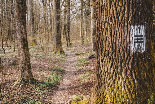 Foto stok gratis alam, hutan, jalan kecil