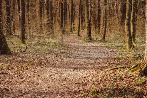 Ilmainen kuvapankkikuva tunnisteilla luonto, metsä, putoaminen