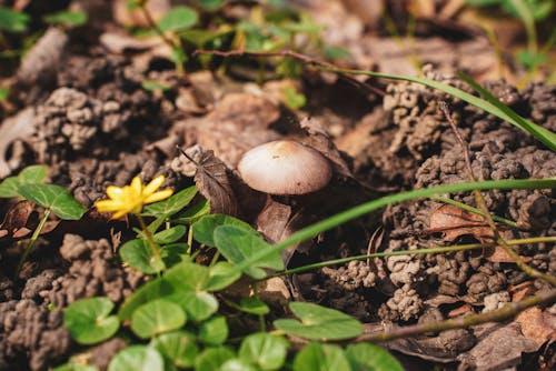 Základová fotografie zdarma na téma houby, kytka, listy