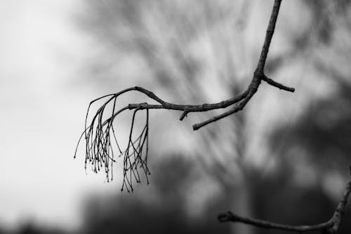 Black and white photograph of a branch with no leaves