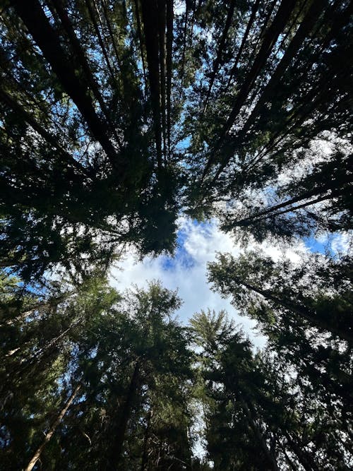 Imagine de stoc gratuită din arbori, arbori veșnic verzi, cer albastru