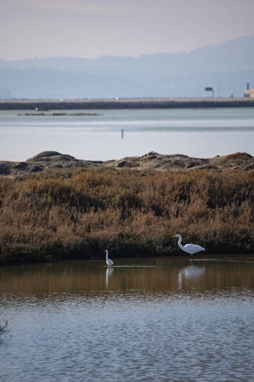 Free Two great white herons wading in a serene natural wetland landscape. Stock Photo