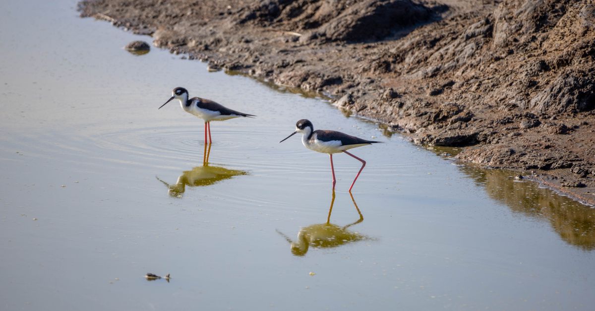 Photo by Tadahiro Munakata Pair of Hawaiian stilts wading in shallow water with reflections in a pond.