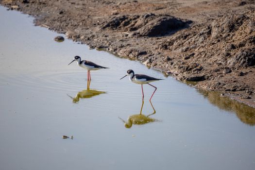 Photo by Tadahiro Munakata Pair of Hawaiian stilts wading in shallow water with reflections in a pond.