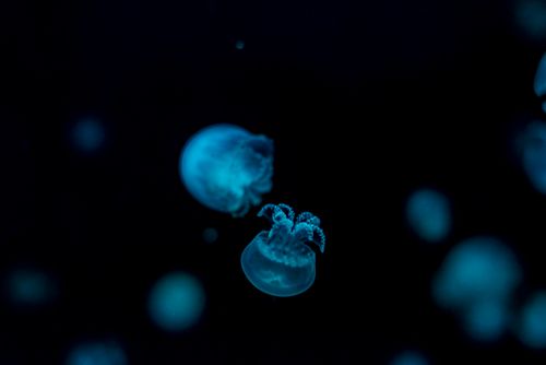 Free Ethereal blue jellyfish illuminated in a dark underwater environment. Stock Photo