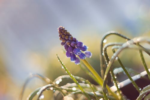 A small purple flower is in the grass