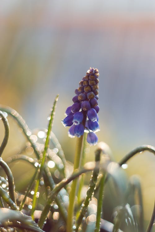 Close Up of a Muscari Botryoides