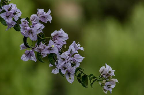 Foto profissional grátis de fechar-se, filial, flores