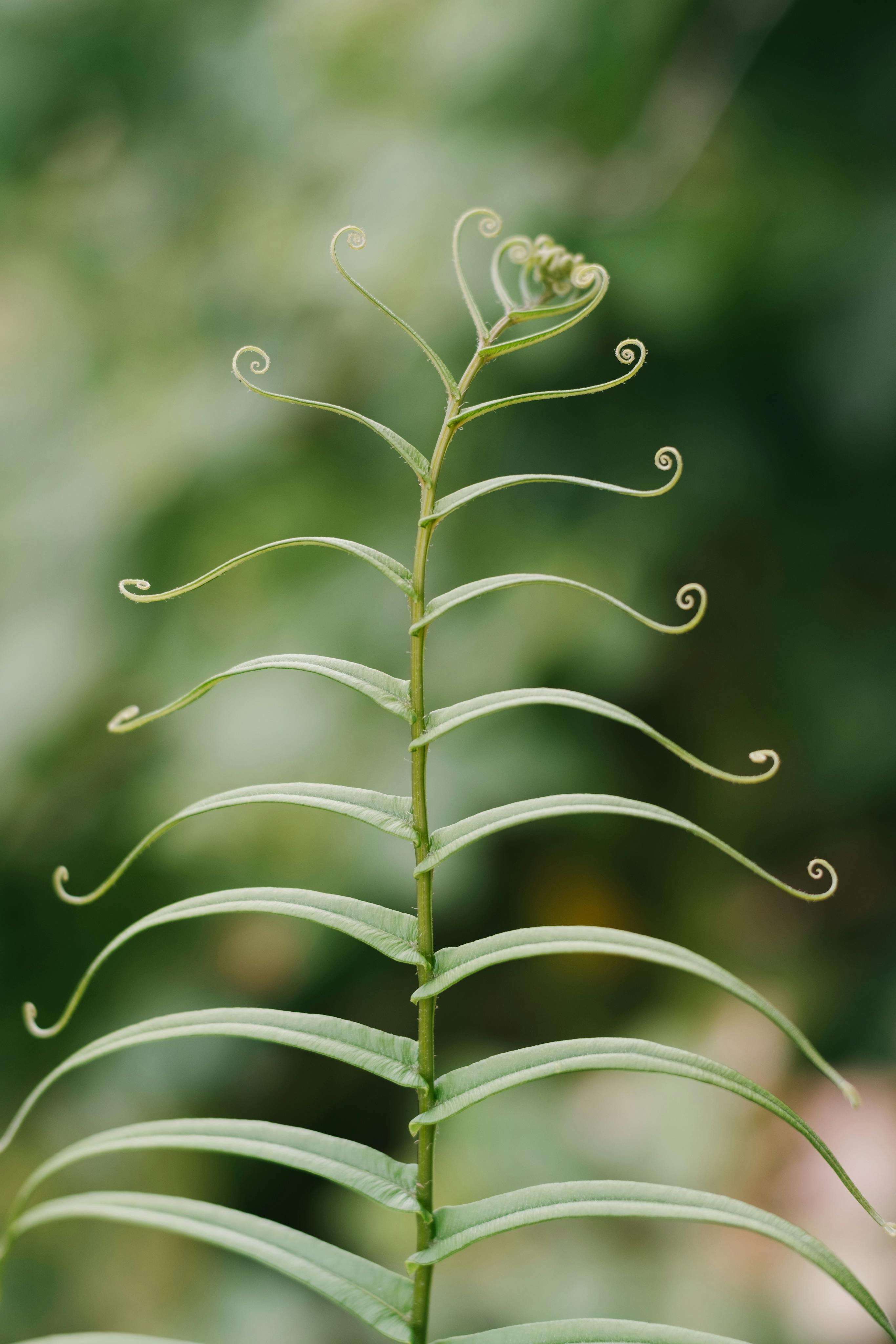 Close-up of a coiled fern with intricate leaves in a soft green background.
