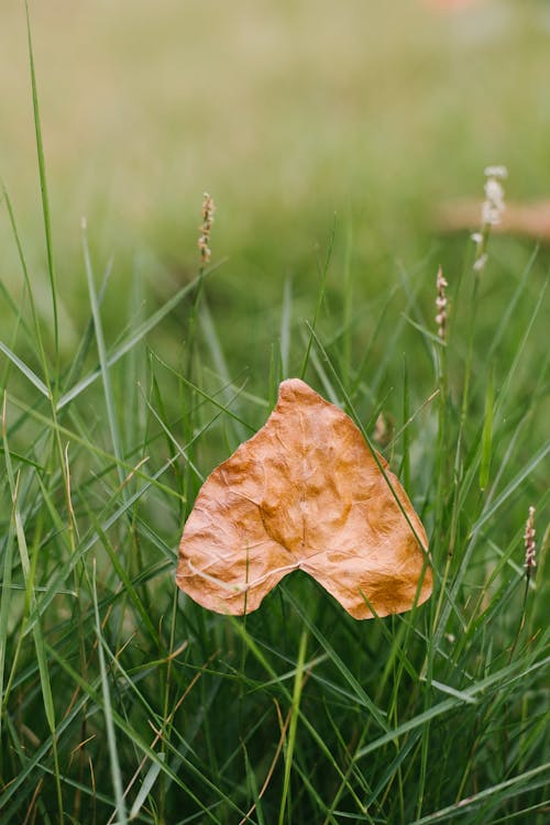 Small Heart Shaped Leaf Lying on Grass