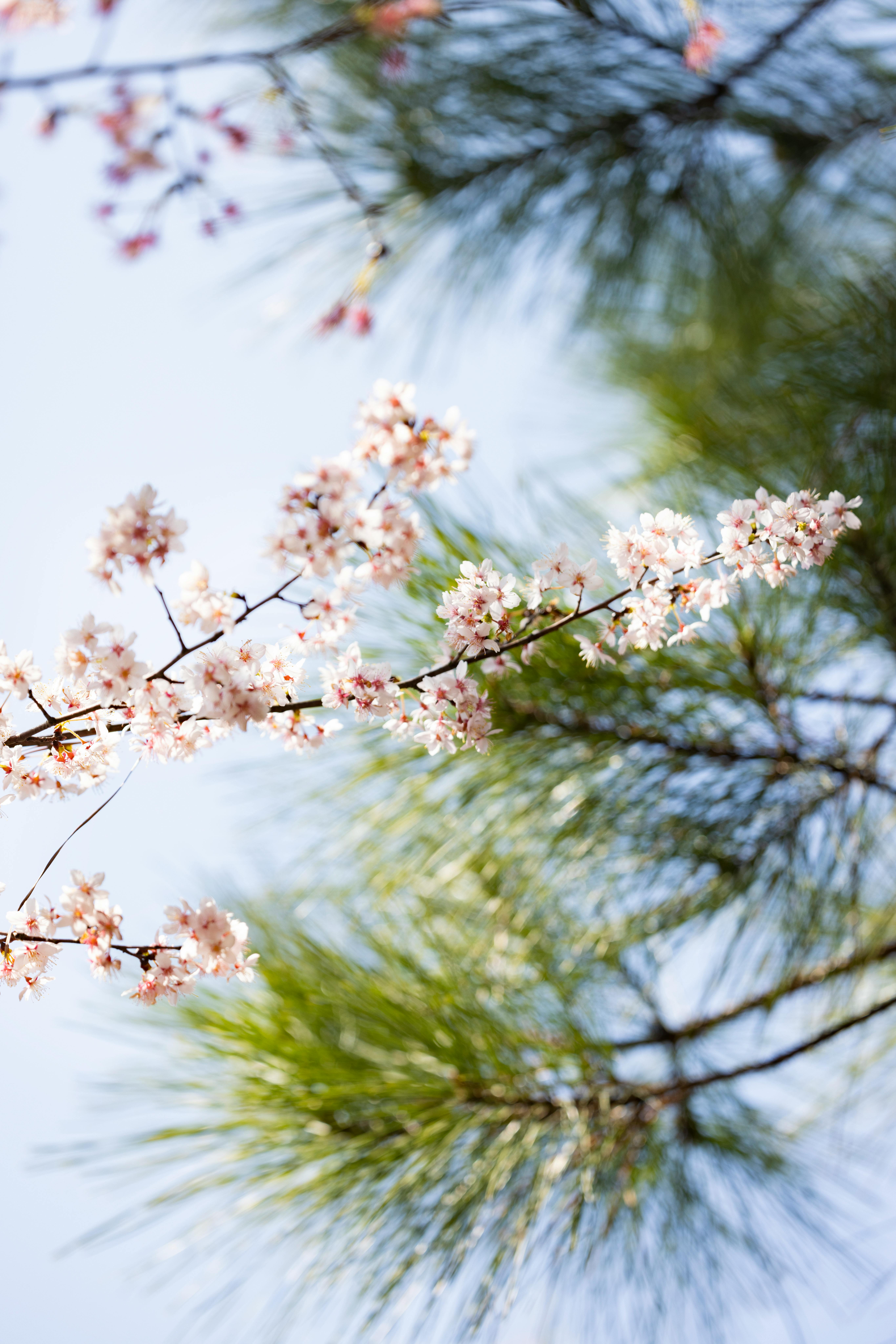 Delicate cherry blossoms on branches against a clear blue sky, evoking springtime beauty.