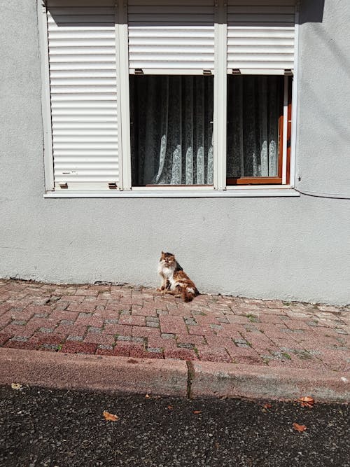 Fotos de stock gratuitas de calle, calles de la ciudad, casa