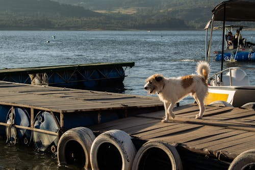 A dog standing on a dock next to a boat