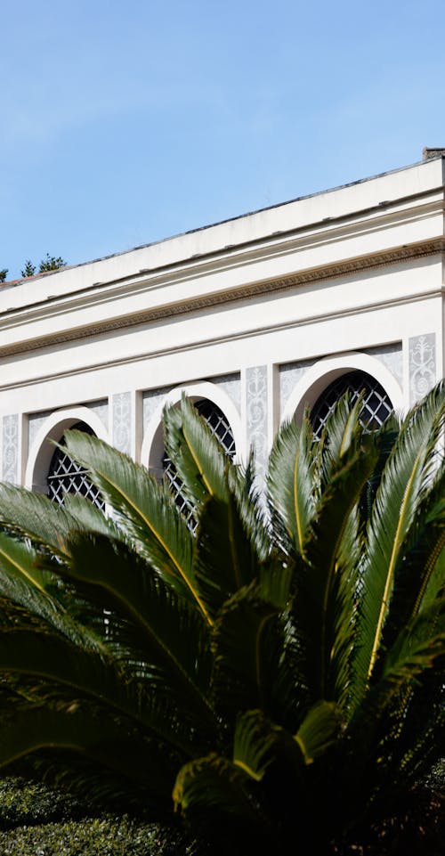 A building with a large palm tree in front of it